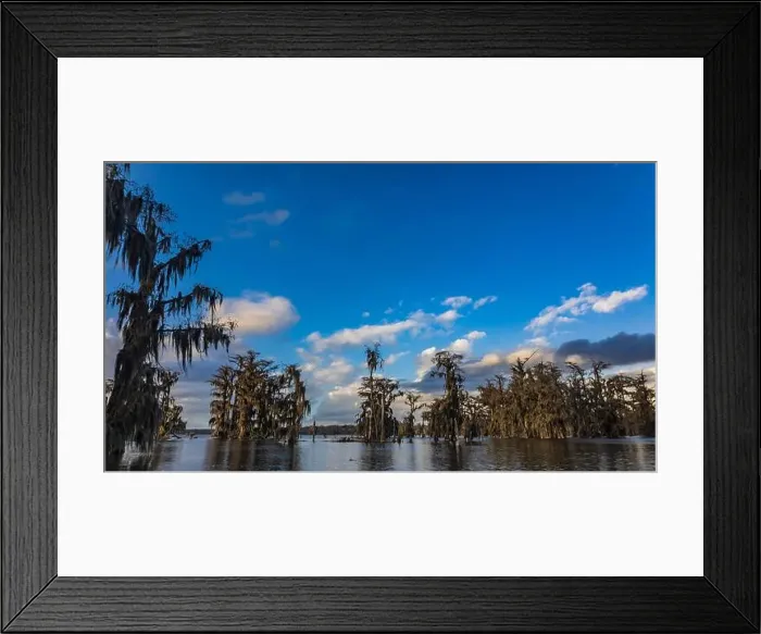Framed Print : Swamp tour on a boat near Lafayette, Luisiana Framed Print : Swamp tour on a boat near Lafayette, Luisiana