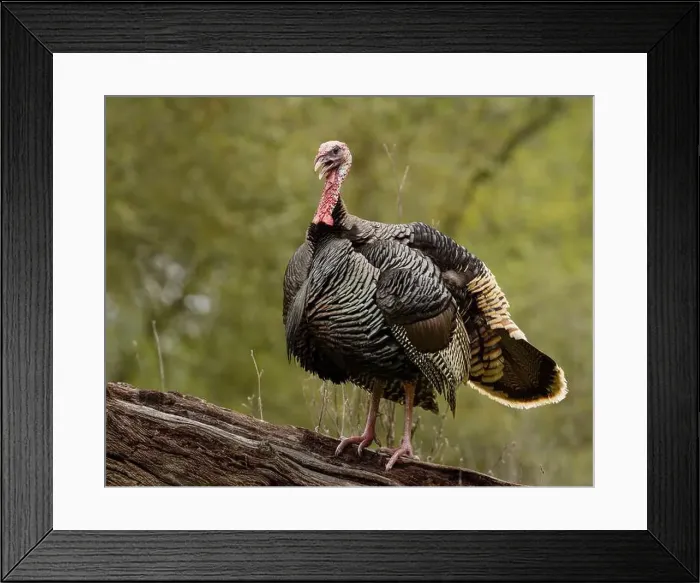 Framed Print : male Wild Turkey (Melagris gallopavo) standing on a log Framed Print : male Wild Turkey (Melagris gallopavo) standing on a log