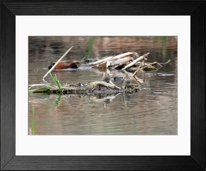 Framed Print : Wilson's Snipe (Gallinago delicata) pair Framed Print : Wilson's Snipe (Gallinago delicata) pair
