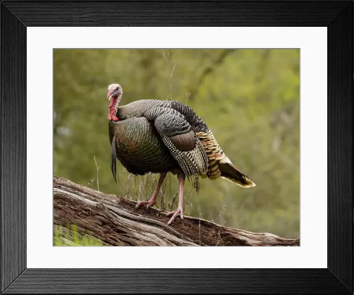Framed Print : male Wild Turkey (Melagris gallopavo) standing on a log Framed Print : male Wild Turkey (Melagris gallopavo) standing on a log
