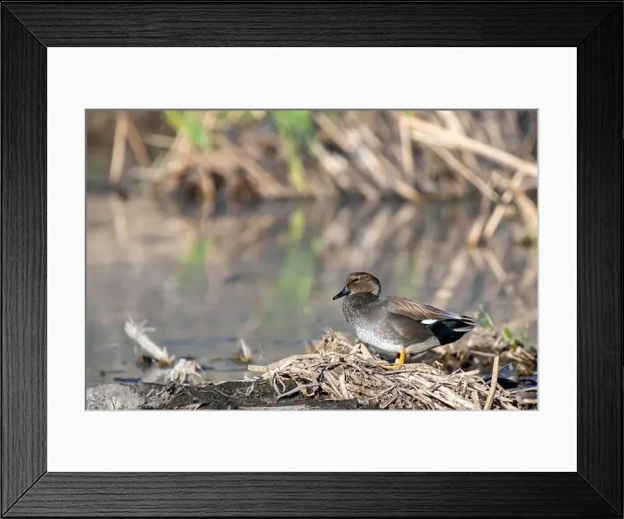 Framed Print : Gadwall (Anas strepera) Framed Print : Gadwall (Anas strepera)