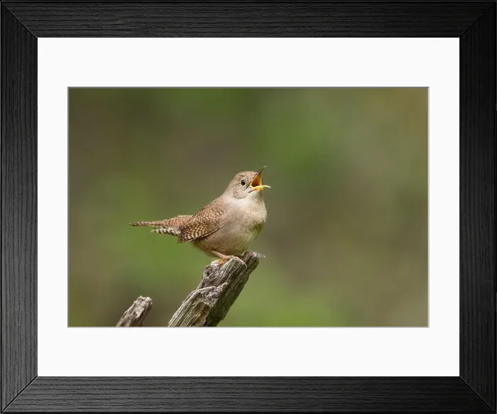 Framed Print : Northern House Wren in oak forest, Sacramento County California Framed Print : Northern House Wren in oak forest, Sacramento County California