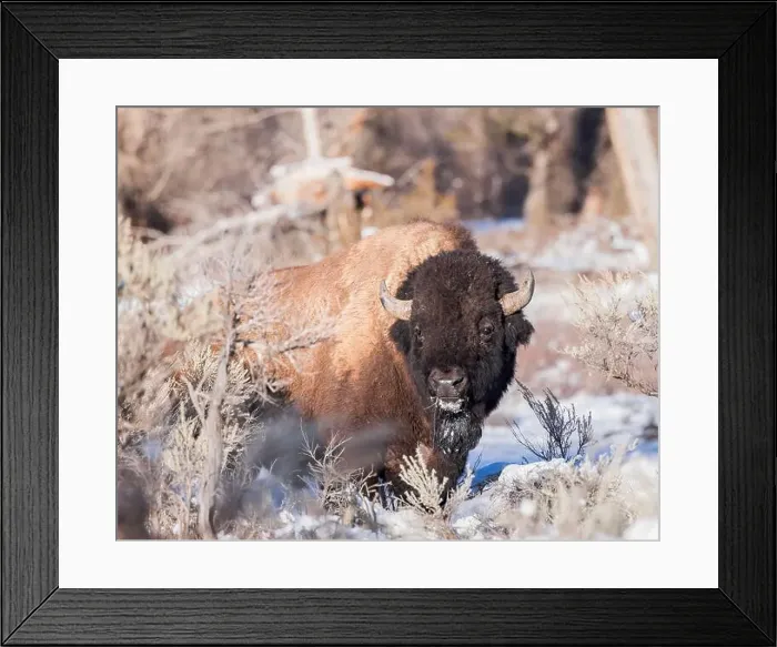 Framed Print : A bison grazes in Wyoming's winter landscape Framed Print : A bison grazes in Wyoming's winter landscape