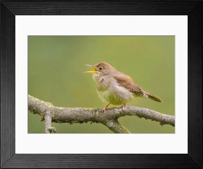 Framed Print : Northern House Wren in oak forest, Sacramento County California Framed Print : Northern House Wren in oak forest, Sacramento County California