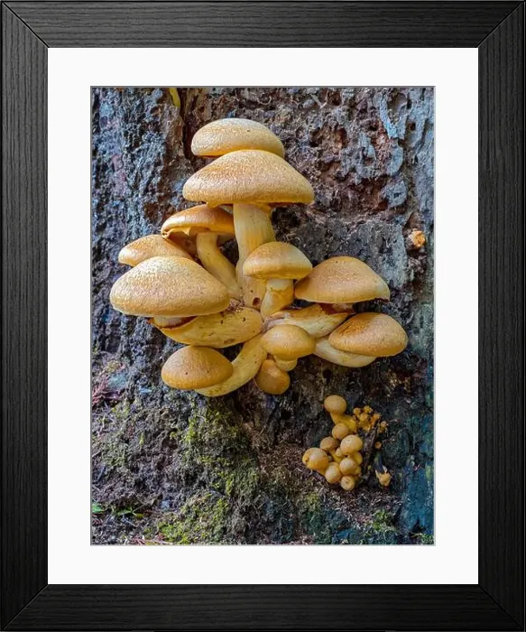 Framed Print : A cluster of wild hypholoma capnoides mushrooms is growing on a tree trunk in central Washington, USA Framed Print : A cluster of wild hypholoma capnoides mushrooms is growing on a tree trunk in central Washington, USA