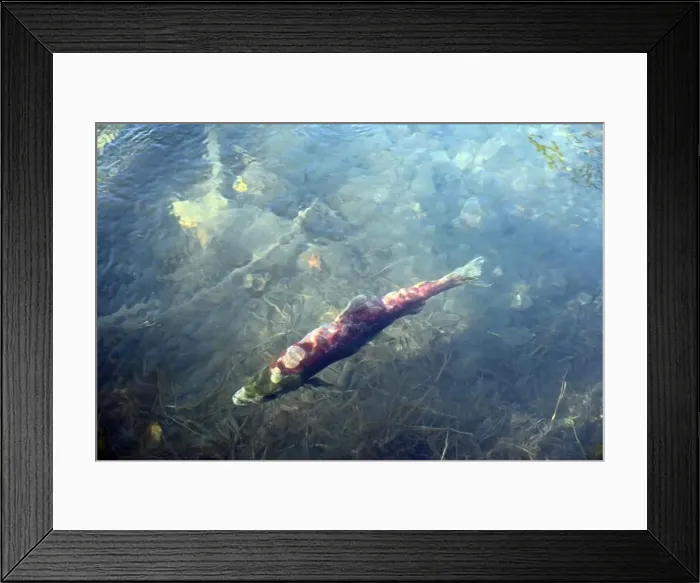 Framed Print : Savage salmon migrating to its birthplace for reproduction in the Kenai river, Alaska Framed Print : Savage salmon migrating to its birthplace for reproduction in the Kenai river, Alaska