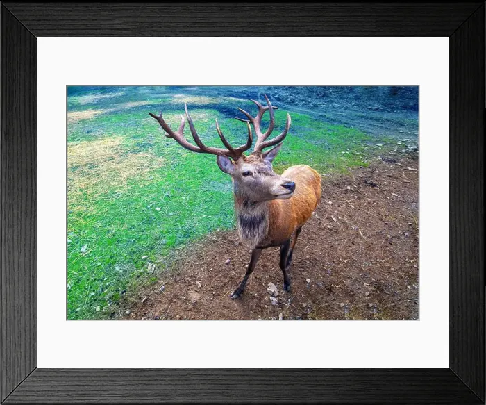 Framed Print : Portrait of a deer on the meadow Framed Print : Portrait of a deer on the meadow
