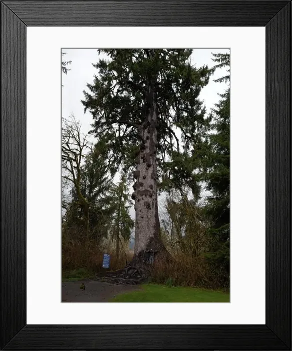 Framed Print : Sites around the Lake Quinault area in Olympic National Park Framed Print : Sites around the Lake Quinault area in Olympic National Park