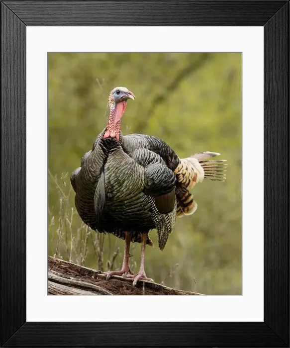 Framed Print : male Wild Turkey (Melagris gallopavo) standing on a log Framed Print : male Wild Turkey (Melagris gallopavo) standing on a log