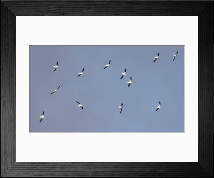 Framed Print : Twelve American White Pelicans (Pelecanus erythrorhynchos) flying with a blue sky Framed Print : Twelve American White Pelicans (Pelecanus erythrorhynchos) flying with a blue sky