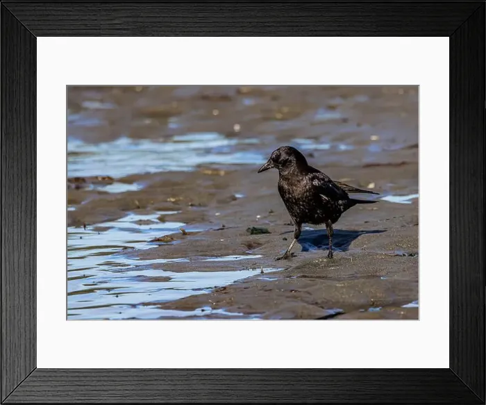 Framed Print : American Crow, Corvus brachyrhynchos, foraging at low tide on Fox Island in Puget Sound, Washington State, USA Framed Print : American Crow, Corvus brachyrhynchos, foraging at low tide on Fox Island in Puget Sound, Washington State, USA