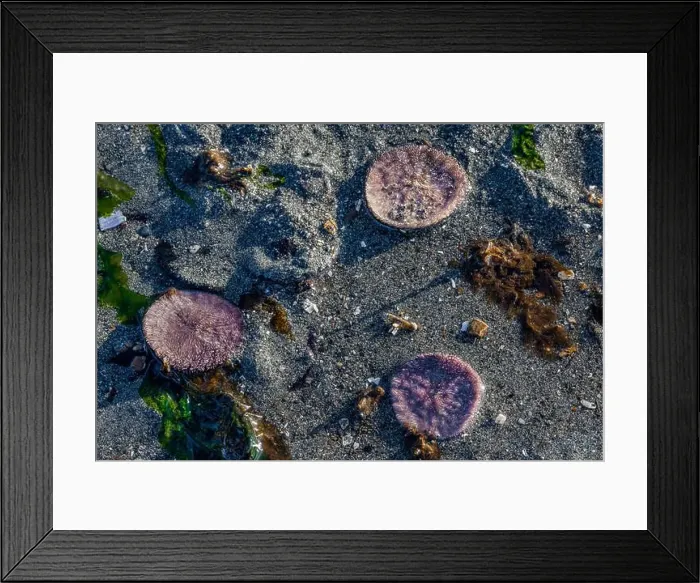Framed Print : Eccentric Sand Dollar, Dendraster excentricus, many buried in sand off Fox Island in Puget Sound, Washington State, USA