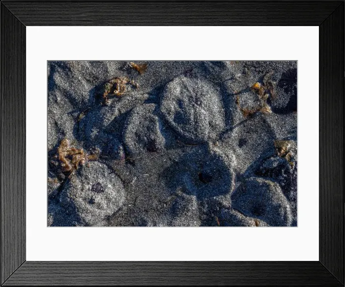 Framed Print : Eccentric Sand Dollar, Dendraster excentricus, covered with sand off Fox Island in Puget Sound, Washington State, USA