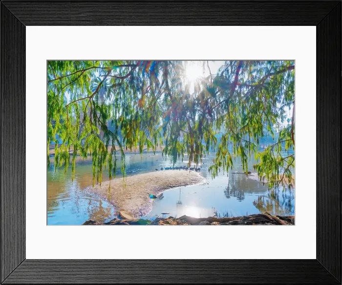 Framed Print : Sunlight filters through branches, illuminating a peaceful pond where ducks can be seen resting Framed Print : Sunlight filters through branches, illuminating a peaceful pond where ducks can be seen resting