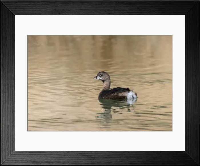 Framed Print : Diving bird, Pied billed Grebe Framed Print : Diving bird, Pied billed Grebe