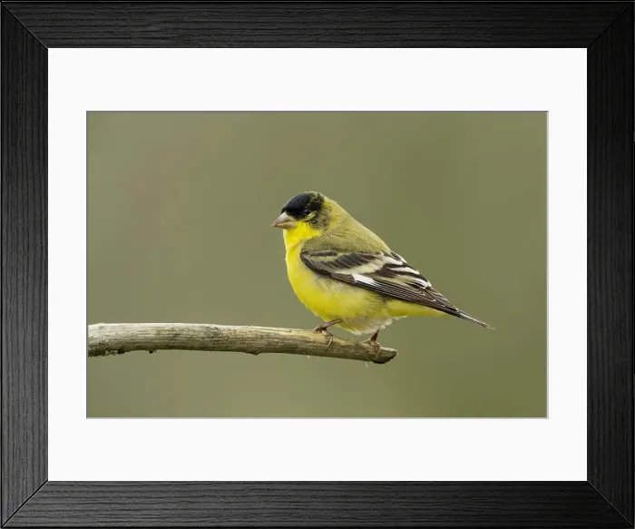 Framed Print : male Lesser Goldfinch (Spinus psaltria) perched on a back yard twig, Sacramento County California