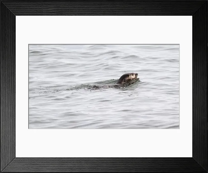Framed Print : River otter swimming with starry flounder flatfish in mouth in ocean water Framed Print : River otter swimming with starry flounder flatfish in mouth in ocean water