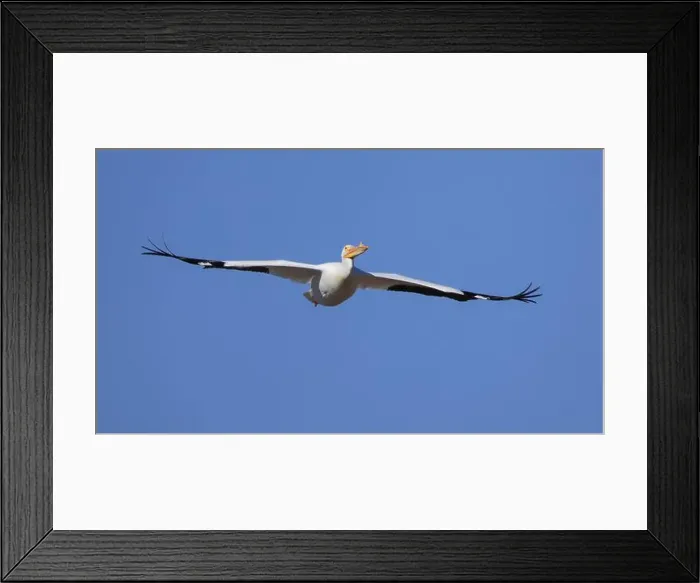 Framed Print : One American White Pelican (Pelecanus erythrorhynchos) flying with a blue sky Framed Print : One American White Pelican (Pelecanus erythrorhynchos) flying with a blue sky
