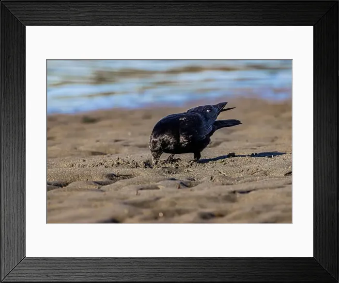 Framed Print : American Crow, Corvus brachyrhynchos, foraging at low tide on Fox Island in Puget Sound, Washington State, USA