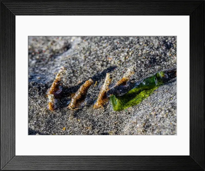 Framed Print : Red-banded Bamboo Worm, Axiothella rubrocincta Framed Print : Red-banded Bamboo Worm, Axiothella rubrocincta
