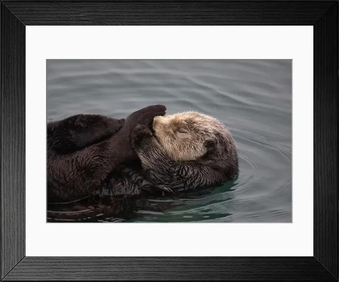Framed Print : Adult sea otter curled up and holding its own foot while floating and sleeping in Morro Bay harbor, California, USA Framed Print : Adult sea otter curled up and holding its own foot while floating and sleeping in Morro Bay harbor, California, USA