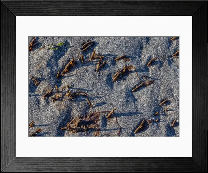 Framed Print : Red-banded Bamboo Worm, Axiothella rubrocincta Framed Print : Red-banded Bamboo Worm, Axiothella rubrocincta