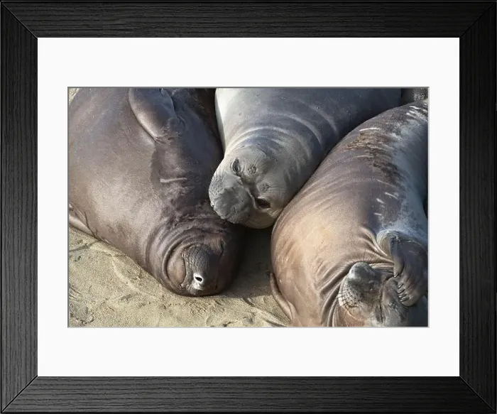 Framed Print : Trio of young Elephant Seal pups lounge together at Piedras Blancas Framed Print : Trio of young Elephant Seal pups lounge together at Piedras Blancas