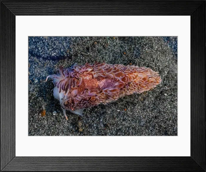 Framed Print : Warty Shag Rug Nudibranch, Aeolidia loui, in sandy habitat off Fox Island in Puget Sound, Washington State, USA Framed Print : Warty Shag Rug Nudibranch, Aeolidia loui, in sandy habitat off Fox Island in Puget Sound, Washington State, USA