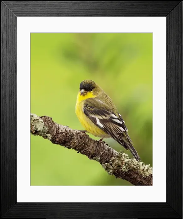 Framed Print : male Lesser Goldfinch (Spinus psaltria) perched on a back yard twig, Sacramento County California Framed Print : male Lesser Goldfinch (Spinus psaltria) perched on a back yard twig, Sacramento County California