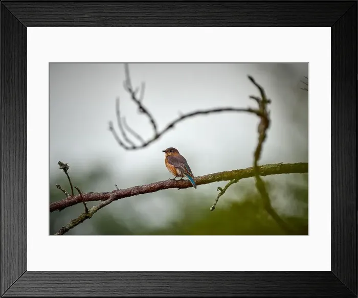 Framed Print : Female Eastern Bluebird perched on a pine tree branch at Skidaway Island State Park, GA Framed Print : Female Eastern Bluebird perched on a pine tree branch at Skidaway Island State Park, GA
