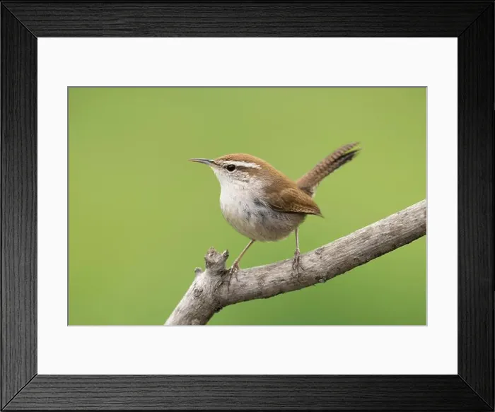 Framed Print : Adult Bewick's Wren (Thryomanes bewickii) in a suburban back yard Framed Print : Adult Bewick's Wren (Thryomanes bewickii) in a suburban back yard