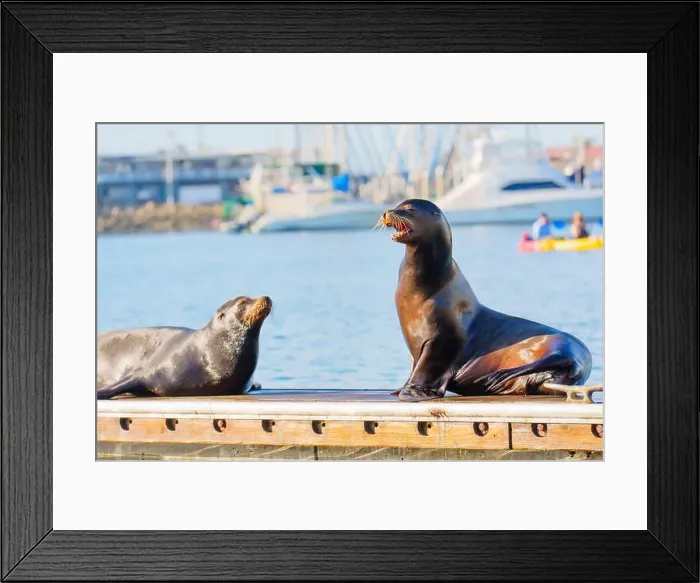 Framed Print : Two sea lions on a dock in Oceanside Framed Print : Two sea lions on a dock in Oceanside