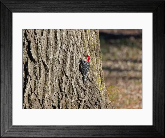 Framed Print : The Red-bellied Wodpecker (Melanerpes carolinus) taking away the seeds and hide them under the bark of a tree Framed Print : The Red-bellied Wodpecker (Melanerpes carolinus) taking away the seeds and hide them under the bark of a tree