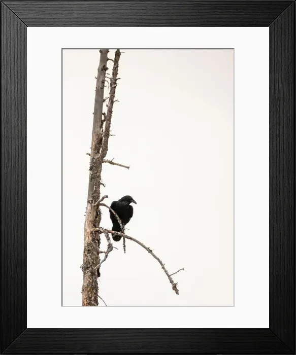 Framed Print : Crow Perched on Dead Tree in Yellowstone National Park