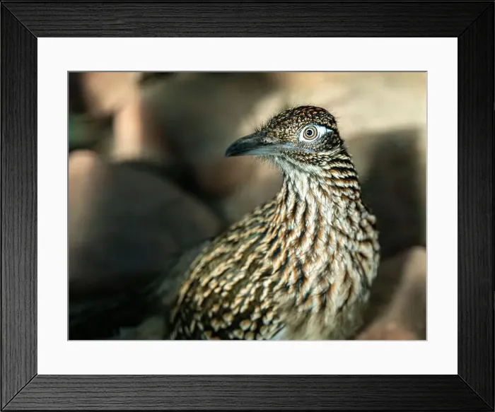 Framed Print : The greater roadrunner (Geococcyx californianus) is a long-legged bird in the cuckoo family Framed Print : The greater roadrunner (Geococcyx californianus) is a long-legged bird in the cuckoo family