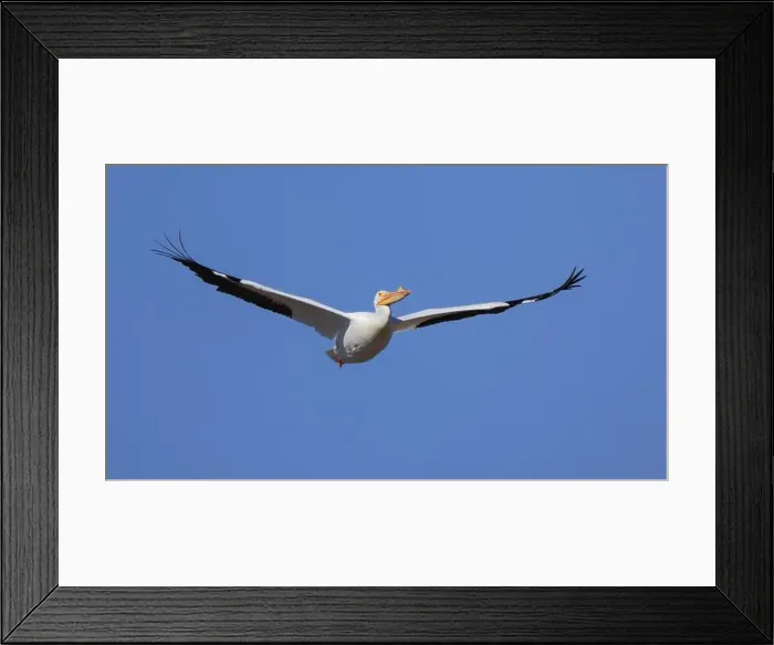 Framed Print : One American White Pelican (Pelecanus erythrorhynchos) flying with a blue sky Framed Print : One American White Pelican (Pelecanus erythrorhynchos) flying with a blue sky