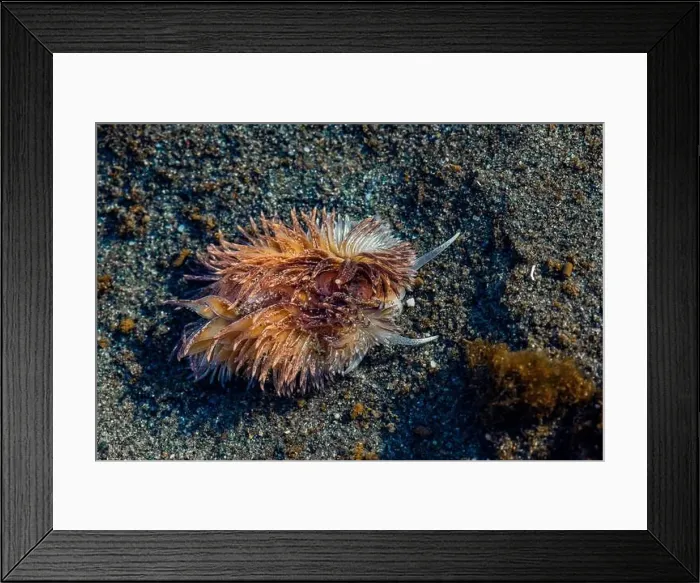Framed Print : Warty Shag Rug Nudibranch, Aeolidia loui, in sandy habitat off Fox Island in Puget Sound, Washington State, USA