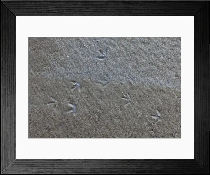 Framed Print : Sanderling, Calidris alba, tracks along Pacific Ocean in Ocean City State Park, Washington State, USA Framed Print : Sanderling, Calidris alba, tracks along Pacific Ocean in Ocean City State Park, Washington State, USA
