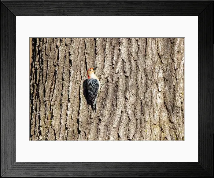 Framed Print : The Red-bellied Wodpecker (Melanerpes carolinus) taking away the seeds and hide them under the bark of a tree Framed Print : The Red-bellied Wodpecker (Melanerpes carolinus) taking away the seeds and hide them under the bark of a tree