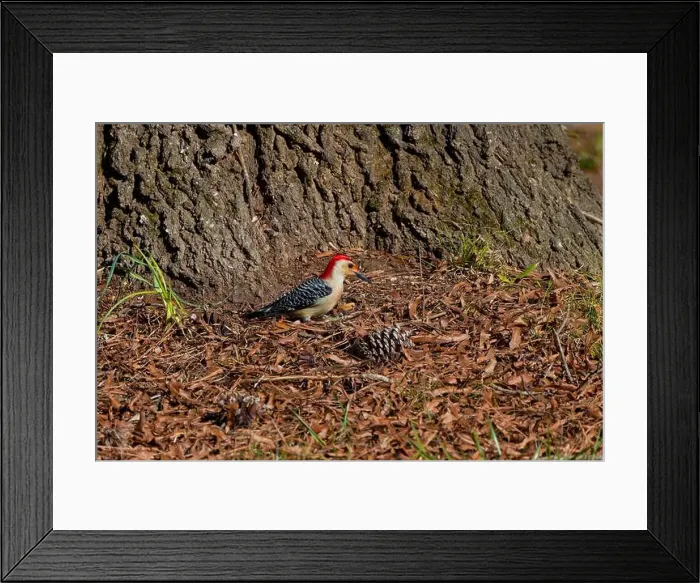 Framed Print : The Red-bellied Wodpecker (Melanerpes carolinus) taking away the seeds and hide them under the bark of a tree Framed Print : The Red-bellied Wodpecker (Melanerpes carolinus) taking away the seeds and hide them under the bark of a tree