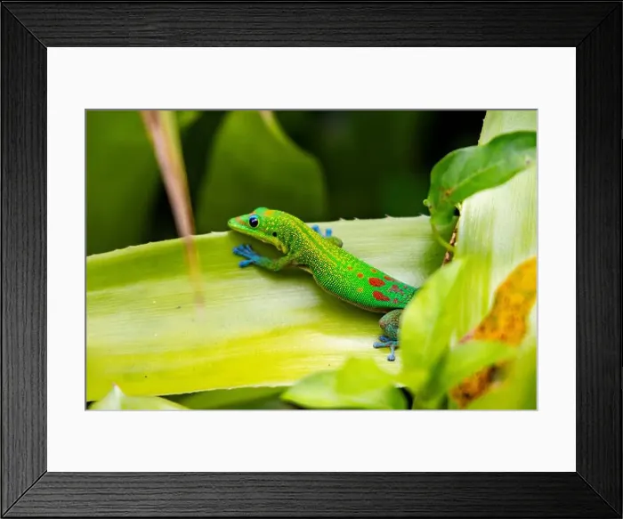 Framed Print : Gold dust day gecko (Phelsuma laticauda)