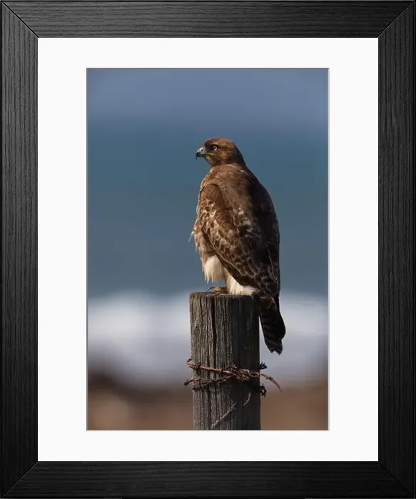 Framed Print : Vertical close up portrait of hawk perched on wood post wrapped in rusted barbed wire along Pacific coast near San Framed Print : Vertical close up portrait of hawk perched on wood post wrapped in rusted barbed wire along Pacific coast near San
