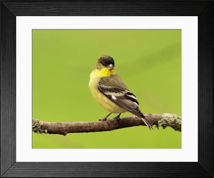 Framed Print : male Lesser Goldfinch (Spinus psaltria) perched on a back yard twig, Sacramento County California Framed Print : male Lesser Goldfinch (Spinus psaltria) perched on a back yard twig, Sacramento County California