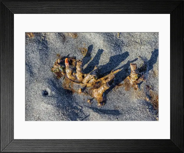 Framed Print : Red-banded Bamboo Worm, Axiothella rubrocincta Framed Print : Red-banded Bamboo Worm, Axiothella rubrocincta