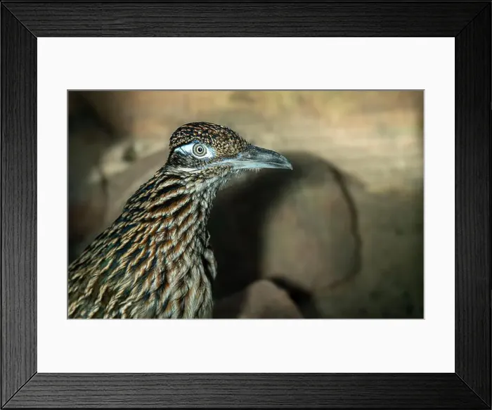 Framed Print : The greater roadrunner (Geococcyx californianus) is a long-legged bird in the cuckoo family Framed Print : The greater roadrunner (Geococcyx californianus) is a long-legged bird in the cuckoo family