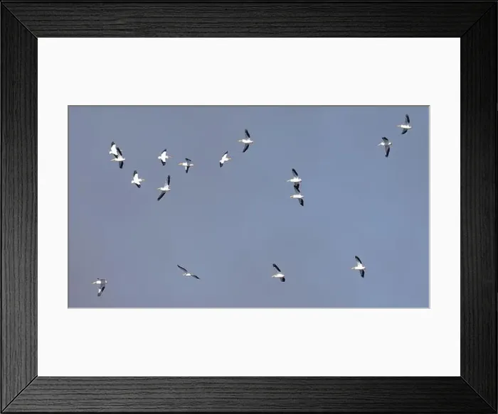 Framed Print : Sixteen American White Pelicans (Pelecanus erythrorhynchos) flying with a blue sky Framed Print : Sixteen American White Pelicans (Pelecanus erythrorhynchos) flying with a blue sky