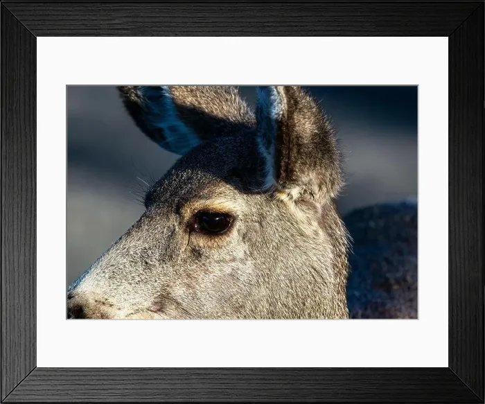 Framed Print : Mule deer are often seen in Great Sand Dunes National Park, Colorado. USA Framed Print : Mule deer are often seen in Great Sand Dunes National Park, Colorado. USA