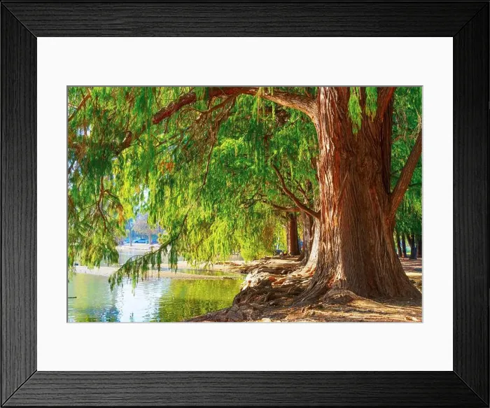Framed Print : Majestic trees with dense green leaves lining a peaceful waterfront in Riverside Framed Print : Majestic trees with dense green leaves lining a peaceful waterfront in Riverside