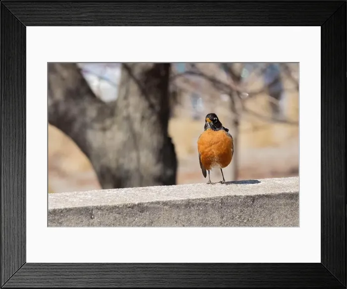 Framed Print : An American Robin sits atop a stone wall Framed Print : An American Robin sits atop a stone wall