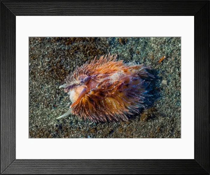 Framed Print : Warty Shag Rug Nudibranch, Aeolidia loui, in sandy habitat off Fox Island in Puget Sound, Washington State, USA Framed Print : Warty Shag Rug Nudibranch, Aeolidia loui, in sandy habitat off Fox Island in Puget Sound, Washington State, USA